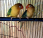Lovebirds For Sale
